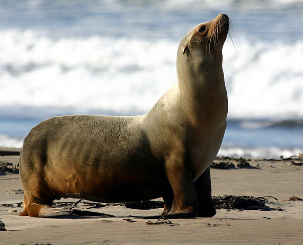 What is the name of this animal?