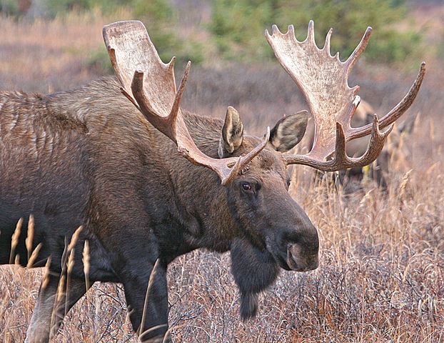 What is the name of this animal?