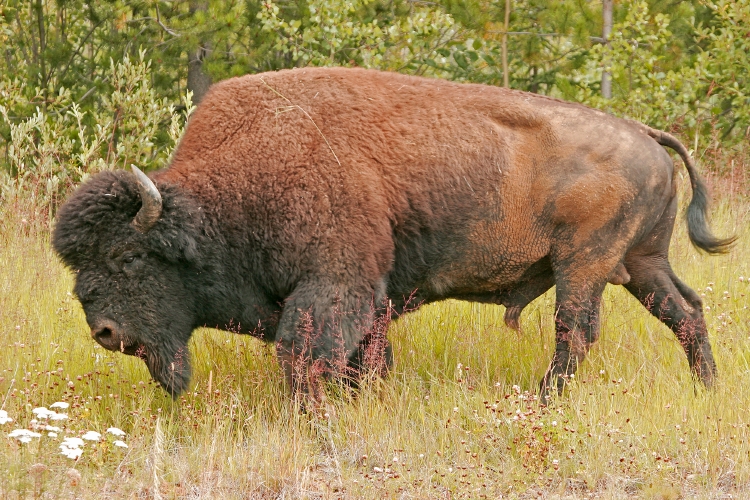 What is the name of this animal?