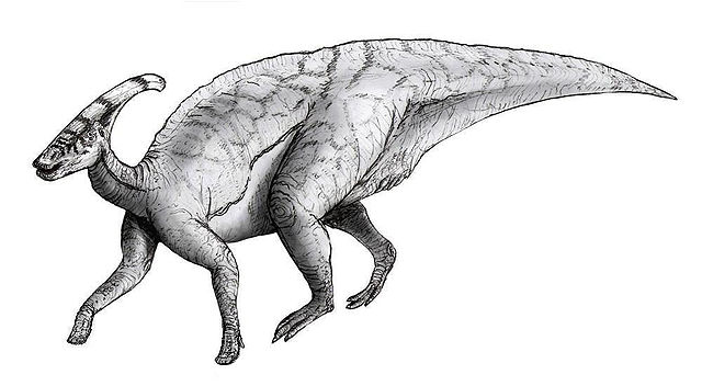 What is the name of this animal?