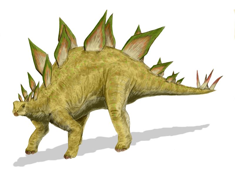 What is the name of this animal?