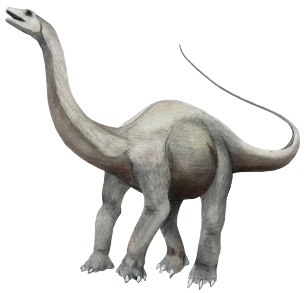 What is the name of this animal?