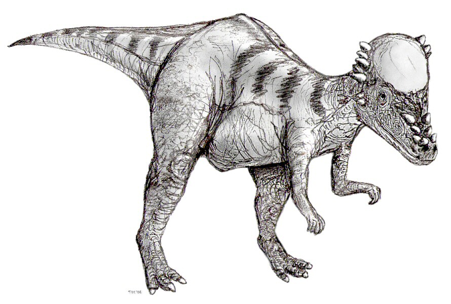 What is the name of this animal?