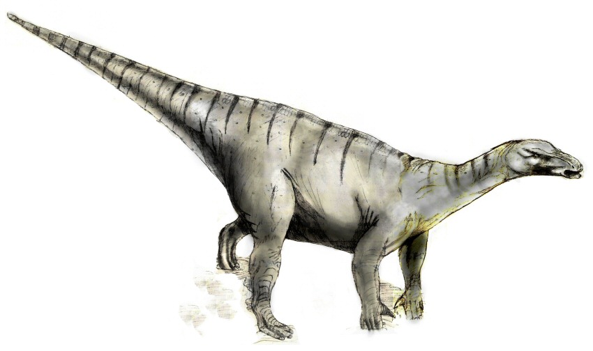 What is the name of this animal?