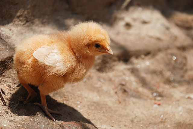 What is the name of this animal?